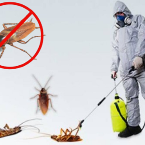 Cockroach Control