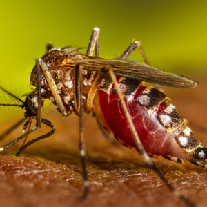 Mosquito Control