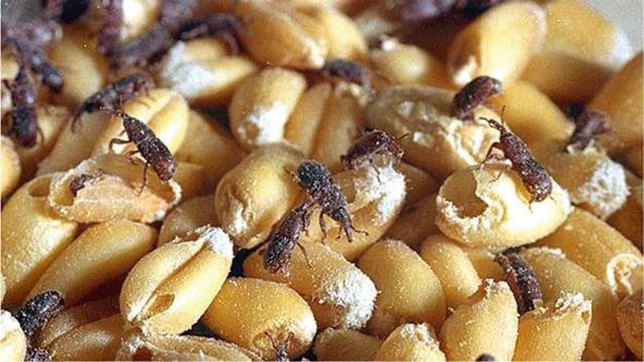 Protecting Stored Grains from Pests with Actellic 50 EC