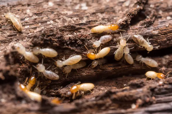 Understanding Termite Infestation and Why Early Action Matters