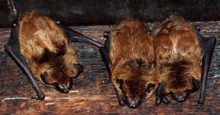 Bat Repellant products from Surveil Pest Control and Agrochemicals