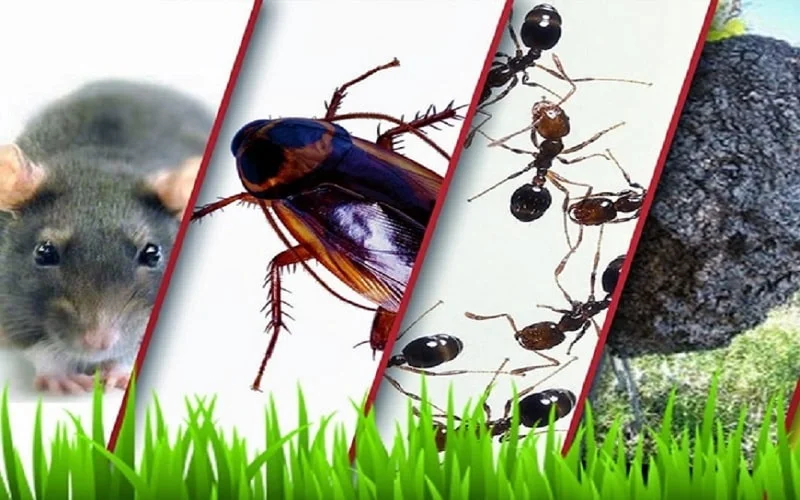 Pest Control products from Surveil Pest Control and Agrochemicals