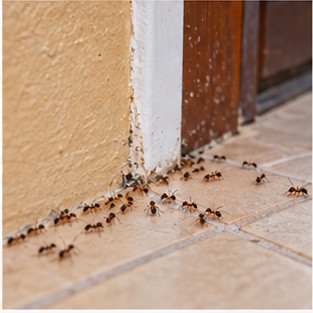 Ant Control in Diani