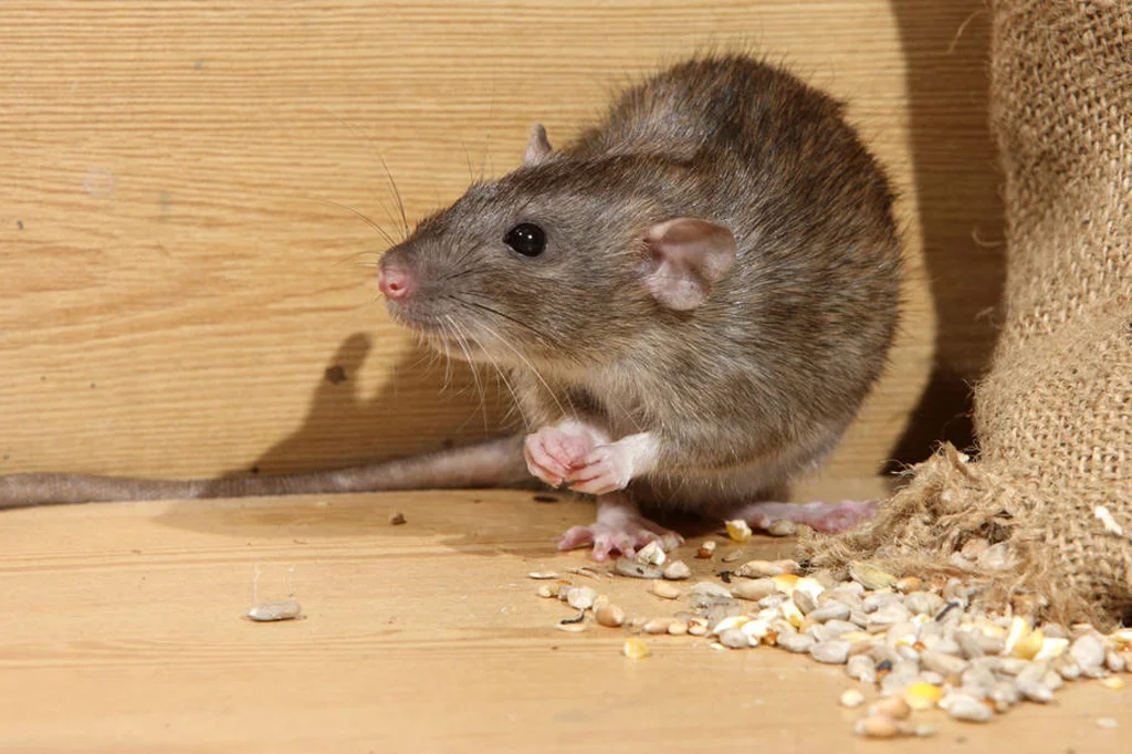 Rat and rodent control